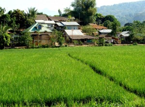 Rice and Village