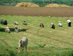 618-farm-workers1