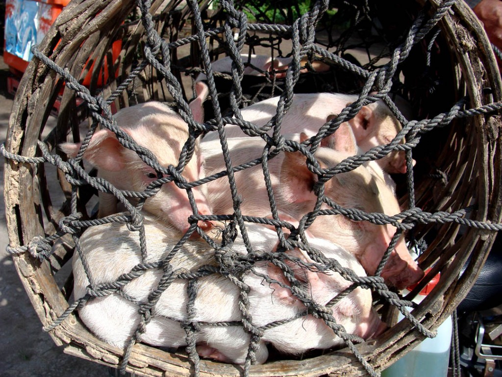 628-pigs-in-cage1